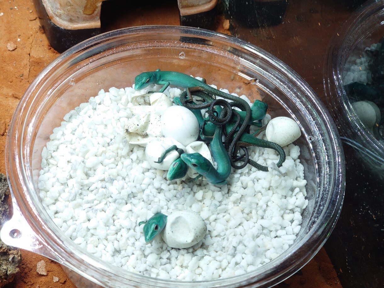 爬虫類・両生類の飼育や器材の購入アドバイスします アクアリウム系含め飼育・繁殖経験30年。初心者大歓迎。 イメージ6