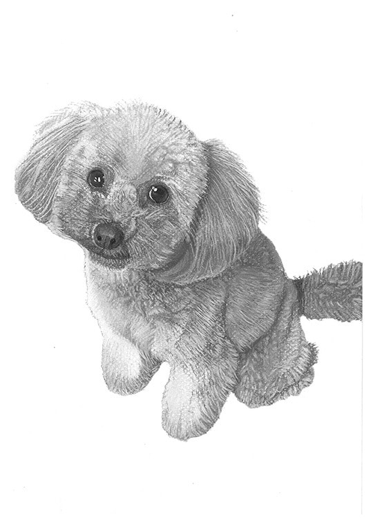 猫、犬等ペットの似顔絵をモノクロでリアルに描きます 鉛筆画、パステルなどで白黒の小動物を写真のように描きます イメージ2