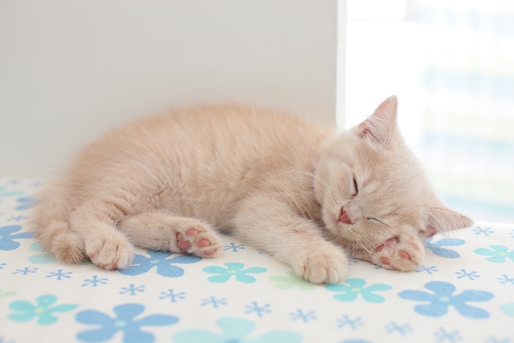 寝落ち通話❥眠れない日に落ち着いたトーンで話します 眠れるまでゆる～く話したい、雑談したい方電話でお話しましょう イメージ4