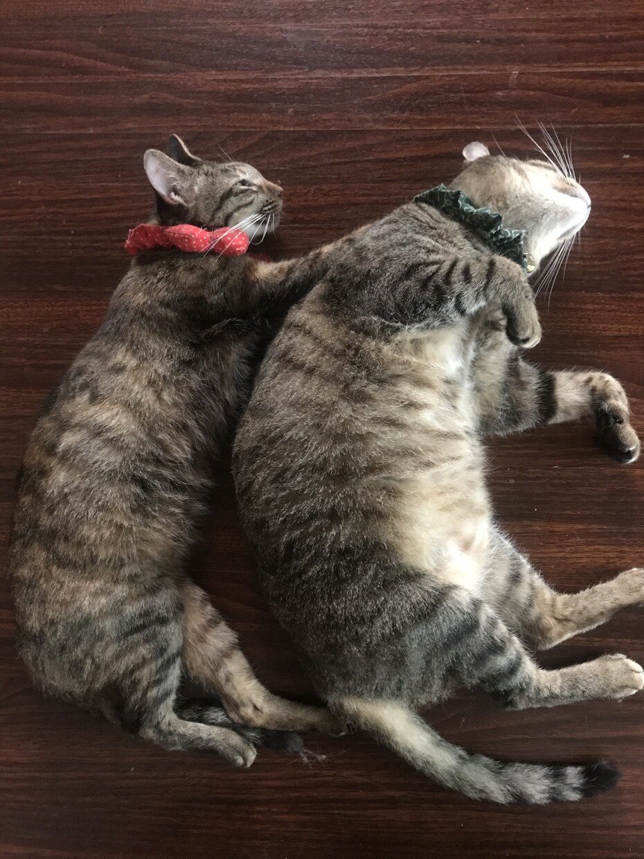 猫9匹の飼い主が【ペット愛】語りを受け止めます ★溢れるあなたのペット愛を聴かせて下さい★ イメージ3