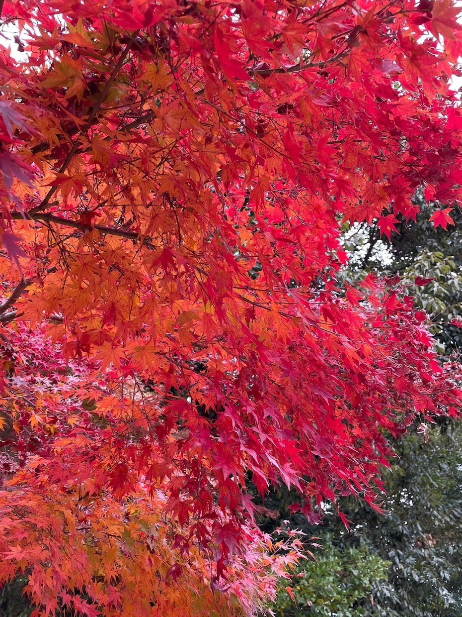 現役男子高校生があなたのお悩みを聞きます 日々の悩み、相談をトークルームで高校生に話してみませんか?? 話し相手・愚痴聞き ココナラ