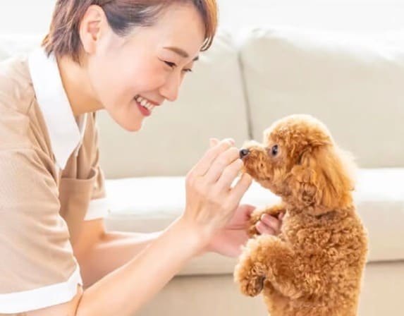 ペットシッターの開業・運営のご相談に乗ります 「動物が好き」を仕事に。最初の一歩を一緒に考えます イメージ1