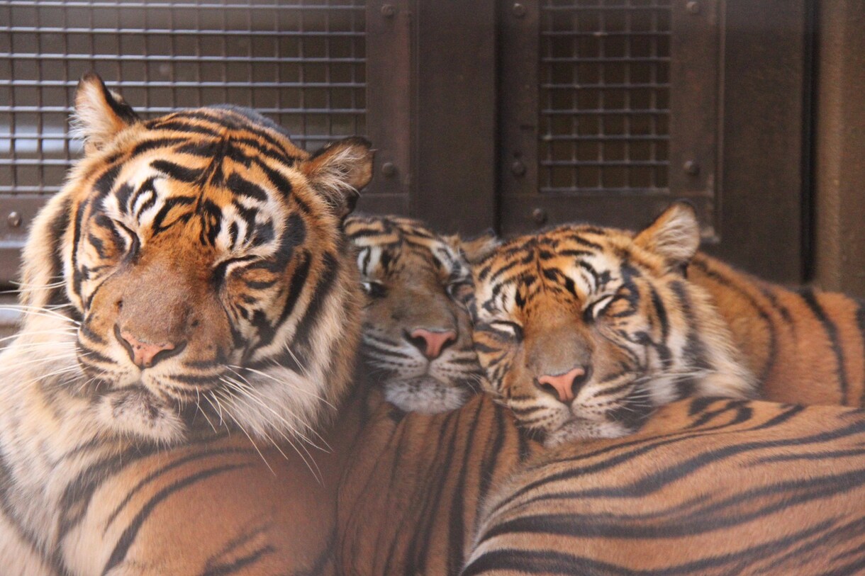 動物達の面白い豆知識や生態教えます この夏、お子さんや彼女と動物園に行く方々発見！！ イメージ1