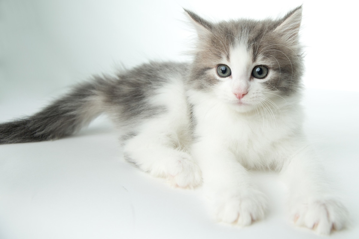 お客様にあったペットを考えます ペットを飼いたいけど どんな生き物がいいか悩んでる人に！ イメージ3