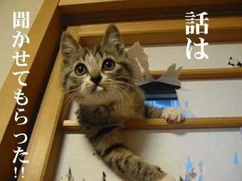 質問３個２０００円ペットの、通訳致します 動物、植物,石の話を聴きます＃アニマルコミュニケーター イメージ1