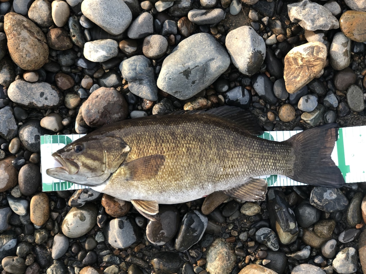 信濃川特化！スモールマウスバスの釣り方教えます 信濃川に特化したノウハウ、ポイント、タックス全て教えます イメージ1