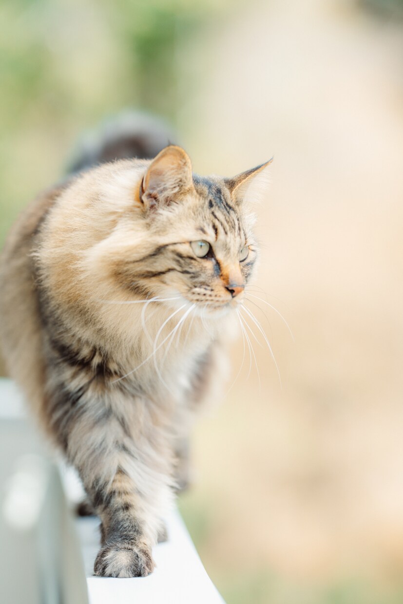 愛犬、愛猫を愛情持って撮影します 共にお住まいのペットをご家族として撮影させていただきます イメージ4