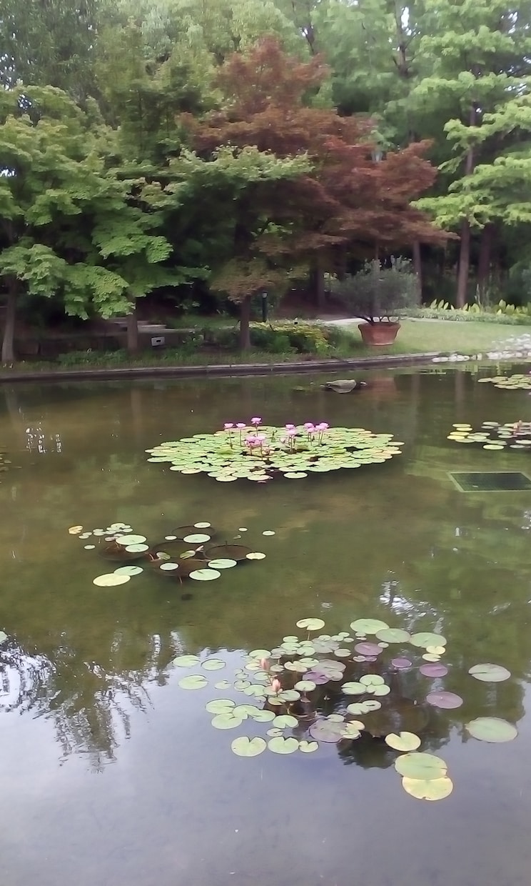 心を癒す花の写真を撮影します 植物園や公園などで咲く花が中心です イメージ1