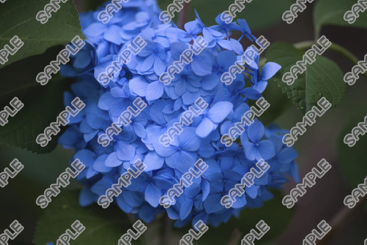 ロイヤリティフリー写真販売します ホームページやチラシをワンランク上げたい方へ イメージ10