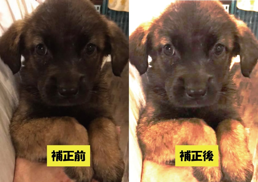 ワンちゃんネコちゃんの切り抜き、補正、加工をします 真心こめてサービスさせていただきます。 イメージ1