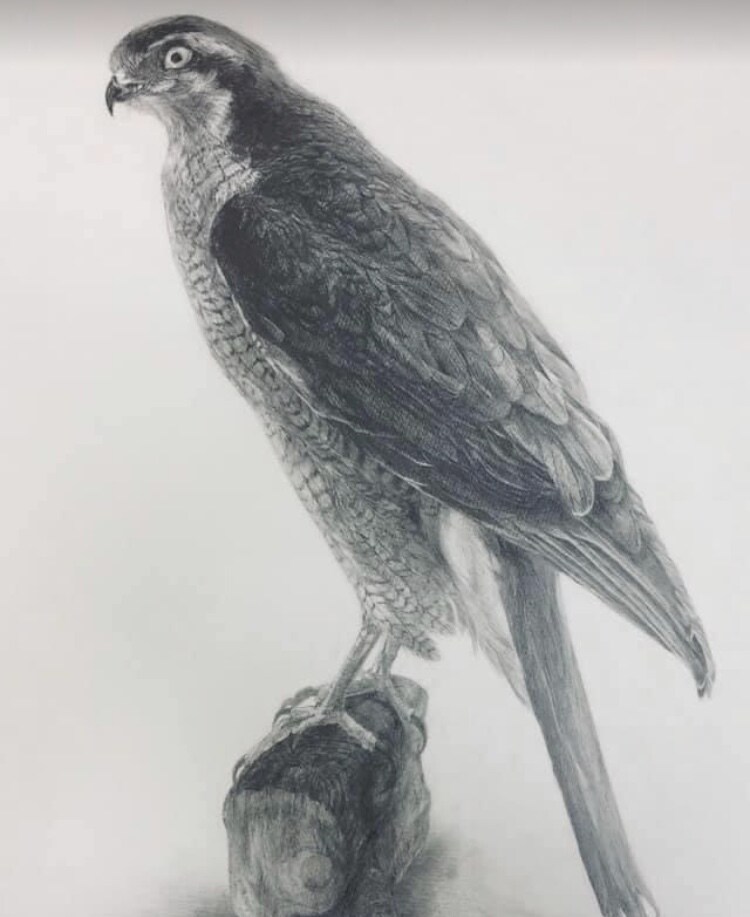 絵(デッサン、水彩ほか)の指導をさせていただきます (初心者向け)【一人一人の方に沿ったアドバイスをします】 イメージ3