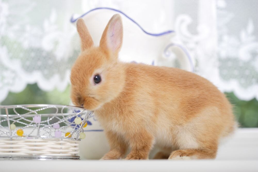 ペットのお話聞きます 皆さまのペット自慢聞かせてください♪ イメージ6