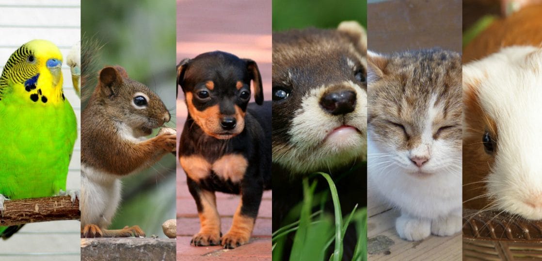 亡くなったペット、動物に繋がりメッセージ伝えます ペットも大切な家族です。あなたに伝えたいことが分かります イメージ1