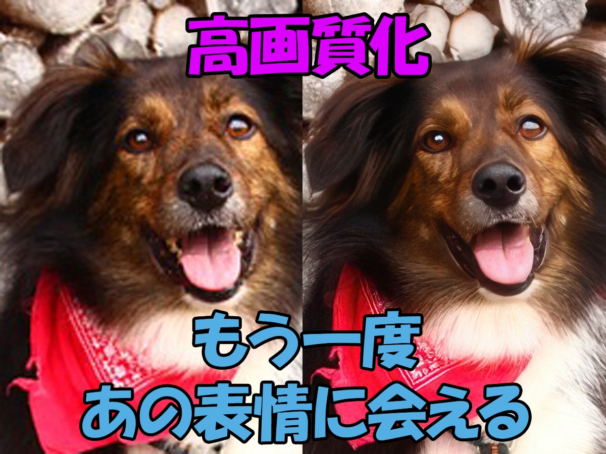 大切なあの子の思い出を、高画質化します 写真のあの子、ぼやけたまま残しますか？ イメージ1