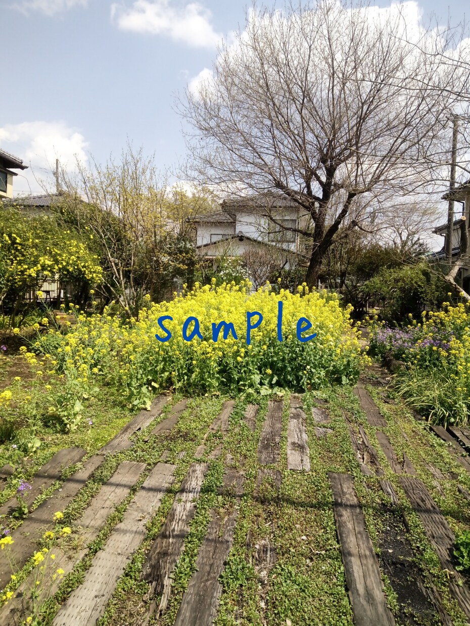 風景写真を提供します 季節の花の風景写真をjpgで提供します イメージ1