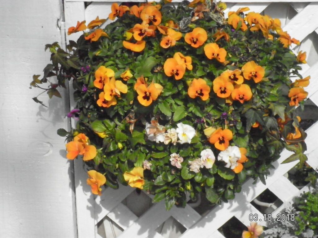 作れない方貴方の代わりに寄せ植えを作ります お庭や玄関を寄せ植えで華やかにしませんか。 イメージ9