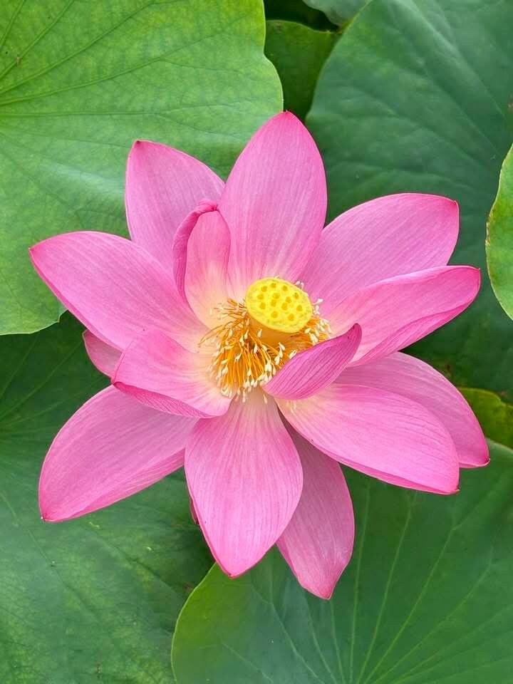 経験者だからこそ♡あなたの涙に寄り添うこと出来ます 遺族の無念さ♡悲しみ後悔　孤独感　弱音愚痴　切ない実家終い談 イメージ9