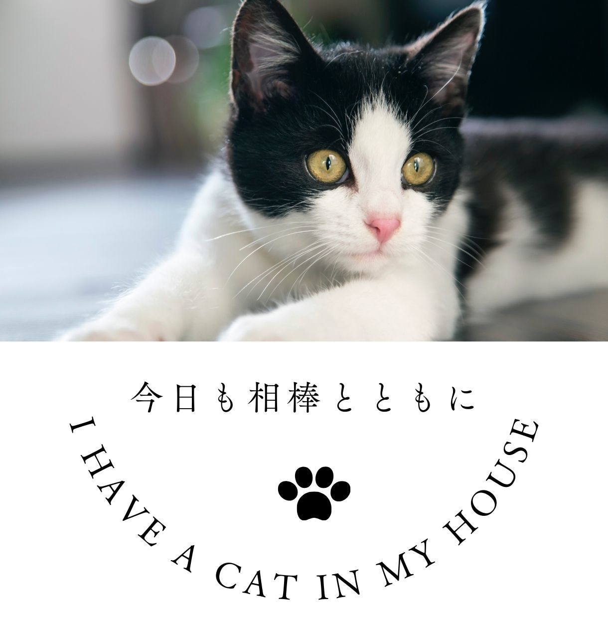 聞かせて❗️愛猫ちゃんのこと☘️アドバイスもします 猫歴10年以上❗️６匹の猫ちゃんと暮らし中✨お悩み相談⭐️ イメージ3