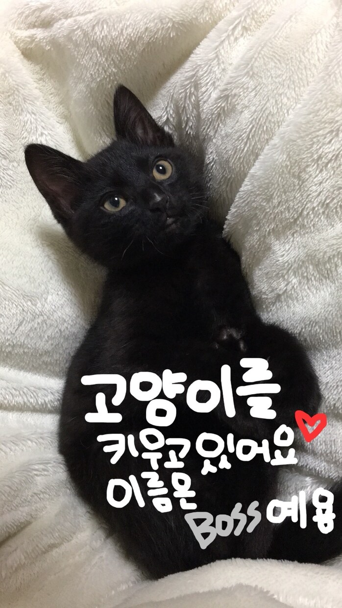韓国語喋れます書けます何か役立つ事あれば受けます 韓国語関係で困っている方全般！！！ イメージ1