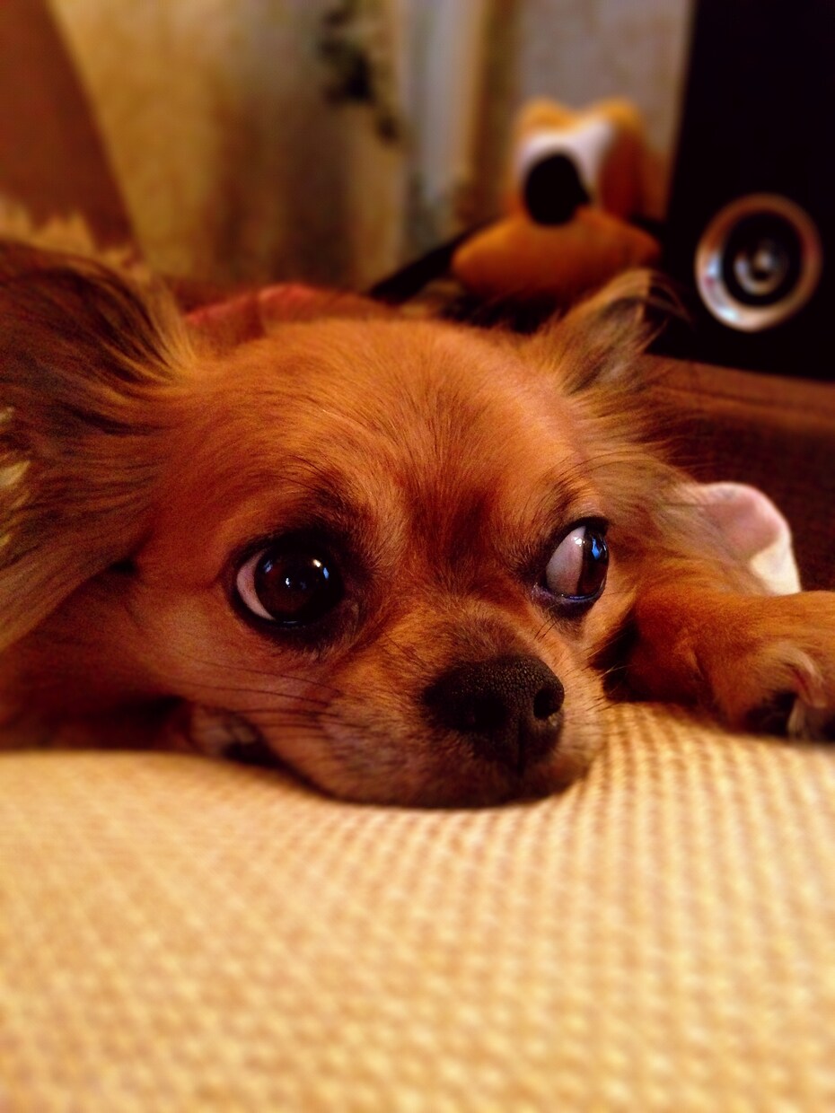 動物看護師がペットとの暮らしの相談にのります 動物看護師がパピー〜シニアのペットとの暮らし相談に乗ります。 イメージ1