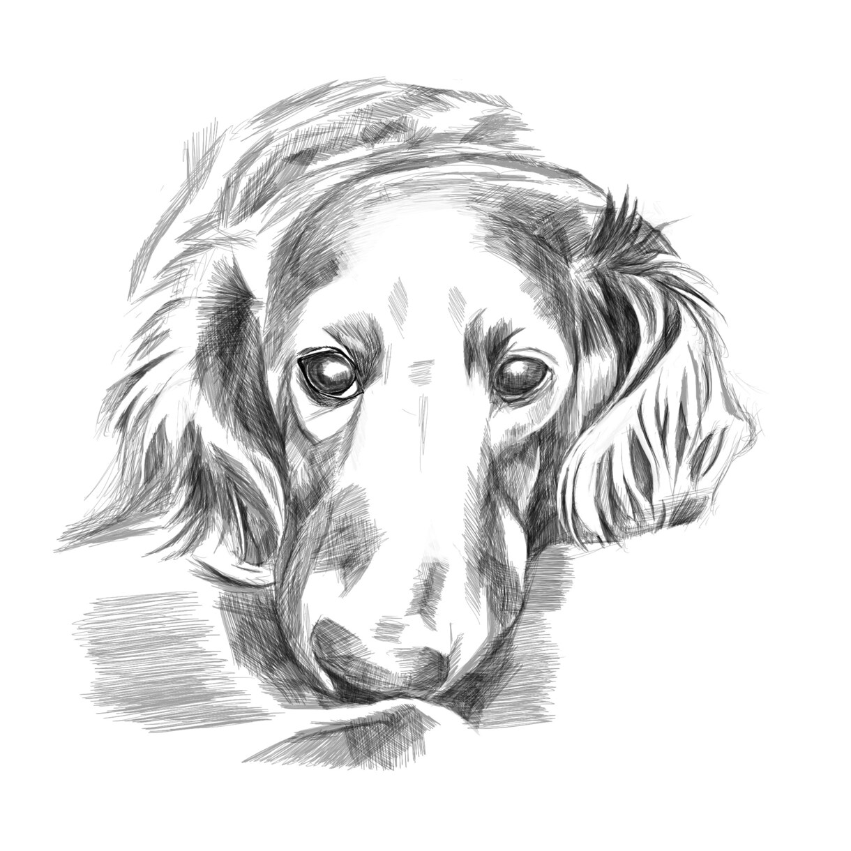 愛犬をペン画風に！デジタルイラスト制作いたします リアルタッチ！ペンで描いたみたいなスケッチイラスト！ イメージ3