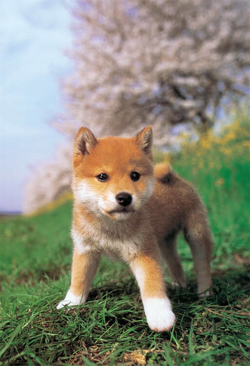 ペット(犬)のお悩み、しつけ相談のります 動物専門卒です。お気軽にどうぞ イメージ1
