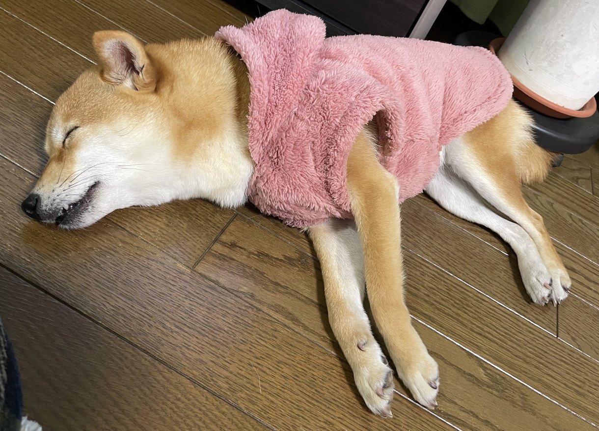 極小豆柴の写真を売ります 2歳の可愛い柴犬をお好みのアングルで撮ります！ イメージ2