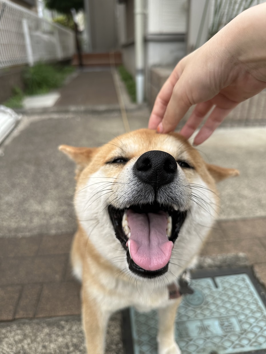 なんでもポジティブに話聞きます 可愛い声と評判の女がポジティブに肯定的に話を聞きます！！ イメージ1