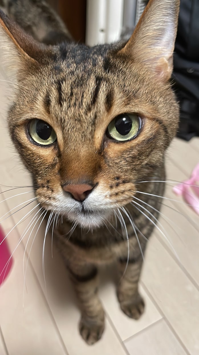 ワンちゃん猫ちゃんの飼育相談のります 現役動物看護師がご相談にのります イメージ1