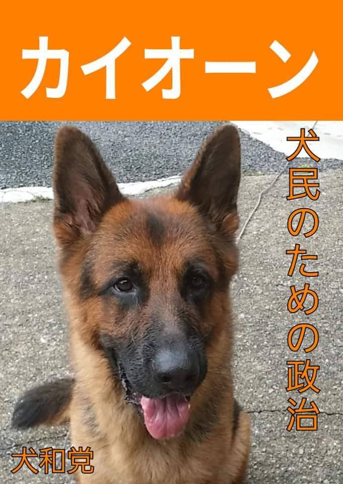 愛犬の成長過程のお悩みアドバイスします 初めて犬を家族としてお迎えされた方。☆★プロがサポート☆★ イメージ6