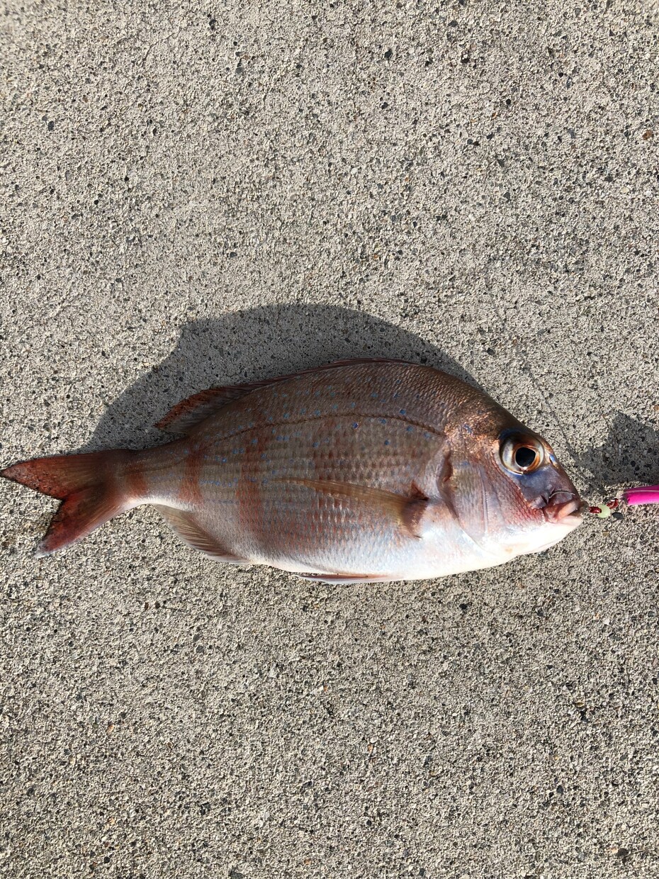 超【初心者限定】海釣りの始め方を教えます 海釣りを通して心も身体もリフレッシュしませんか？ イメージ6