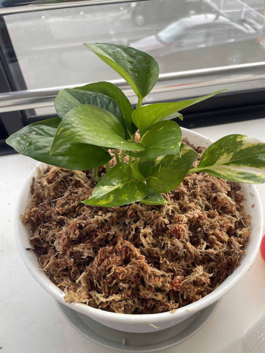 観葉植物類管理相談(2ジャンル)承ります 多肉植物、エアプランツ、観葉植物から2ジャンルok イメージ3