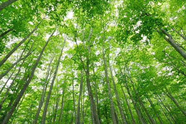 現役保健師が精神疾患、発達障害等の相談に乗ります 生きづらさ、困りごと、もやもやなど、専門職が相談に乗ります イメージ1
