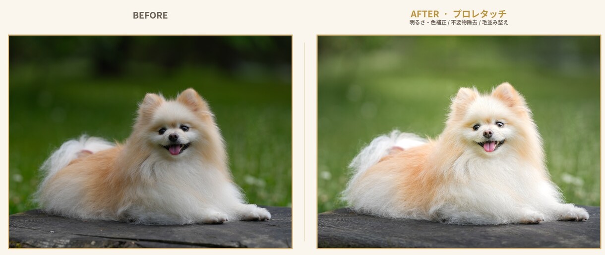 愛犬写真、プロの手仕事で美しく修復、レタッチします イラストではなく本物の写真のまま残したい方へ イメージ3