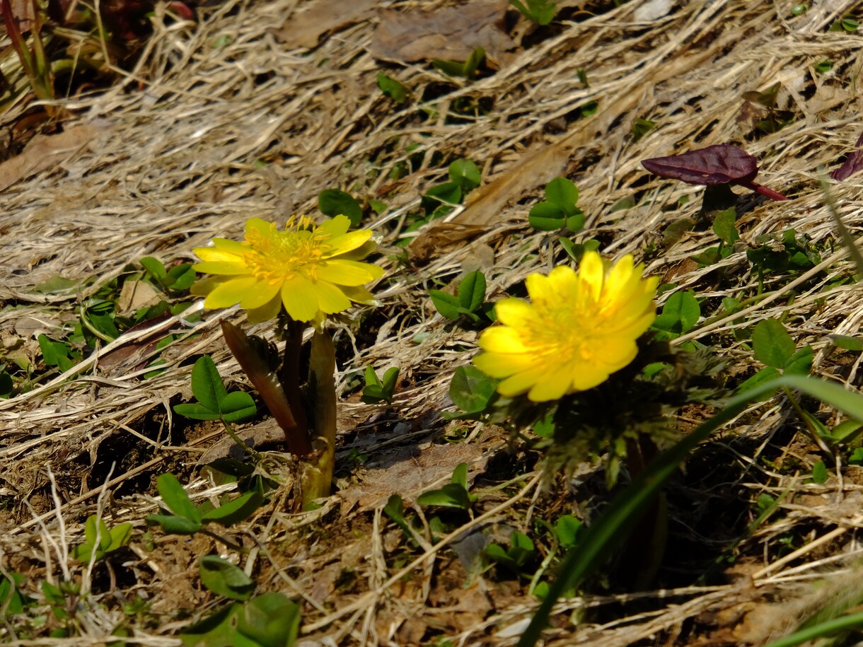 お花の撮り方お教えします 綺麗な花を撮ってもなんかイマイチだなと思ってるあなたへ イメージ3