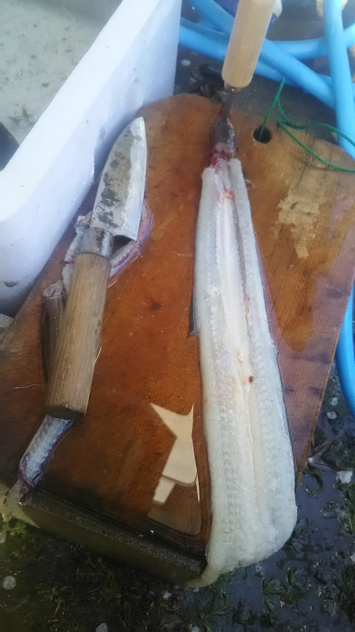 近くの川で天然ウナギを捕る方法教えます ウナギについてアドバイスします イメージ1