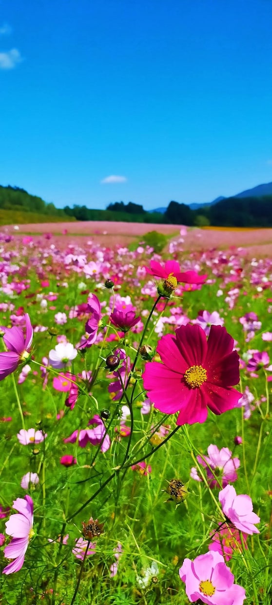 心の声♡無意識●怒り/抑圧/敵意/不満お聴きします 境界性/自己愛性パーソナリティ障害/発達障害/いい人/二面性 イメージ9