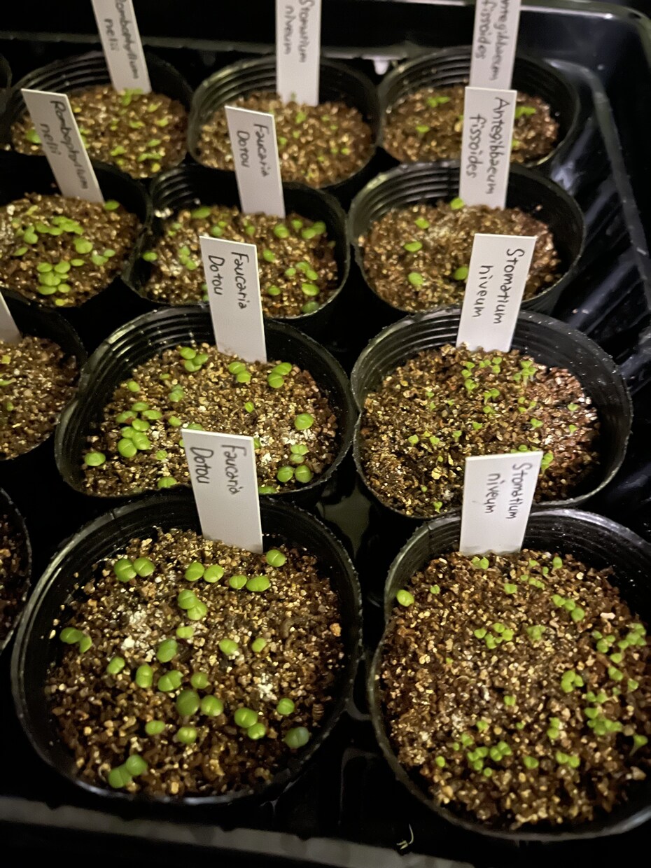 多肉植物の冬の管理方法ご相談に乗ります 雪国で多肉植物を育てて販売しています✩ イメージ6