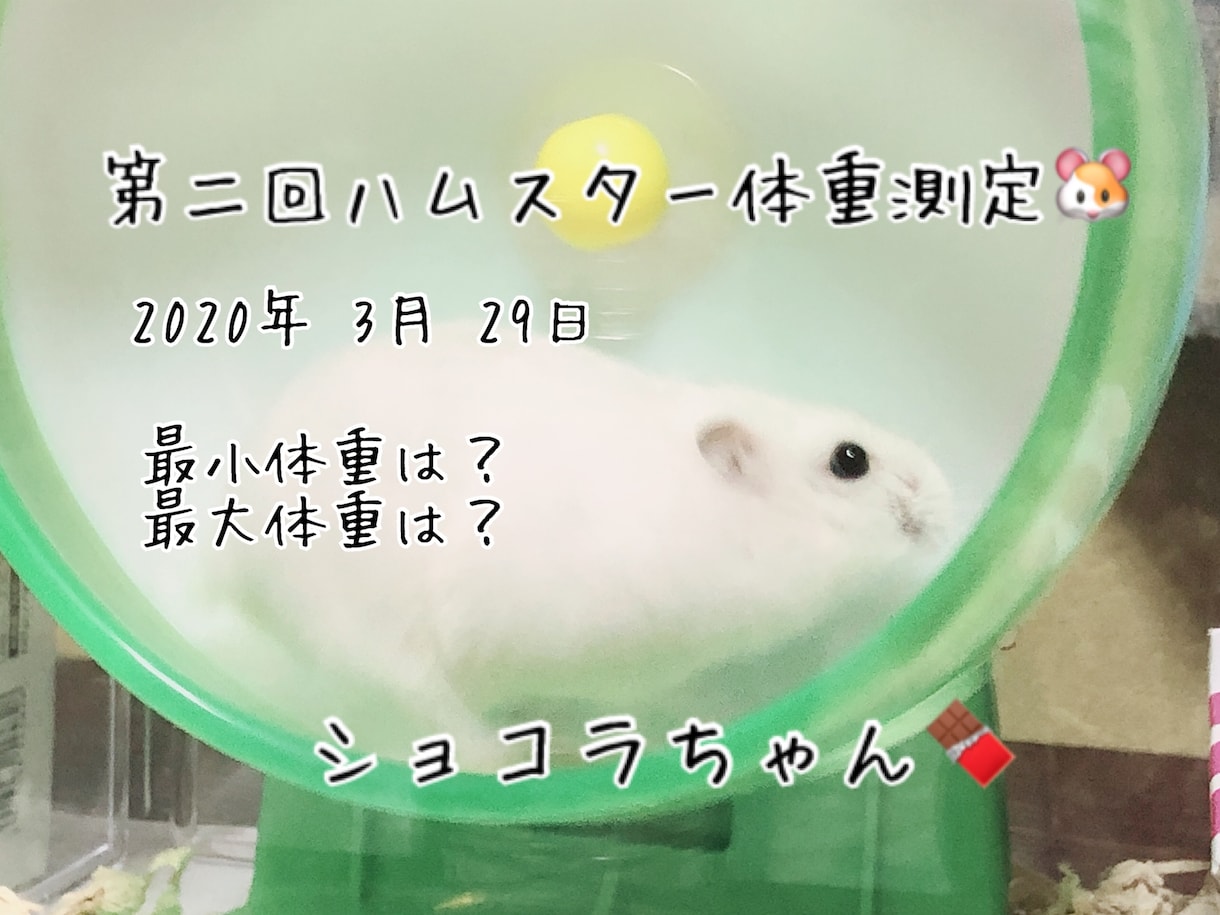 ハムスターの相談に乗ります 薔薇です。お世話になってます。ハムスター飼ってます。 イメージ2