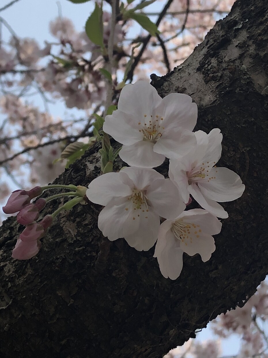 子育てのお話聴きます 保育士です。ベビーシッター資格もあり。是非お話聴かせて下さい イメージ1