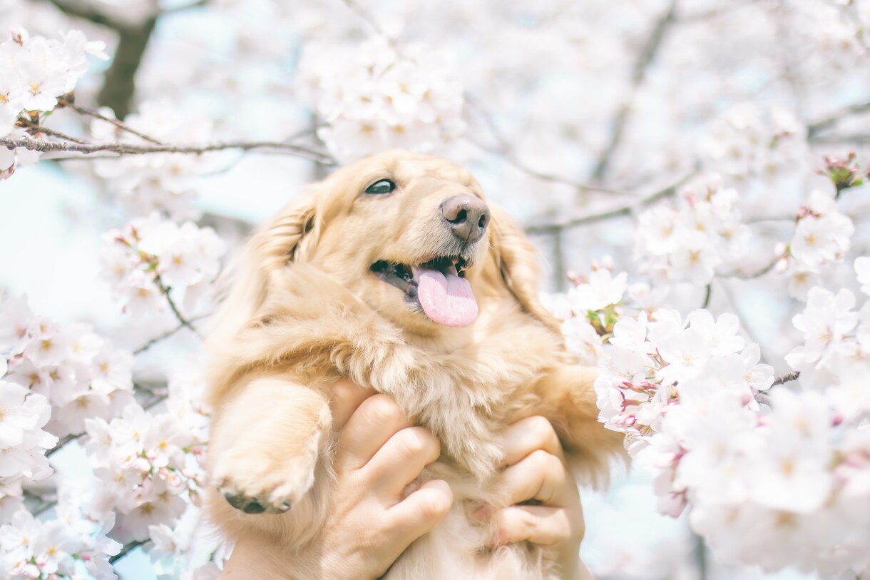 加工アプリより盛れる写真撮ります 今までで1番かわいい写真撮ります！ イメージ4