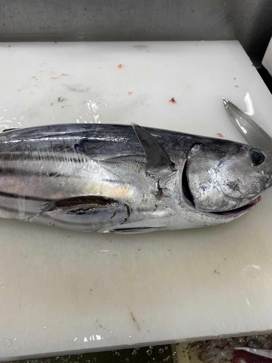 誰でも簡単に魚をさばけるようにします 魚さばいてかっこいい！って思われたくないですか？ イメージ1