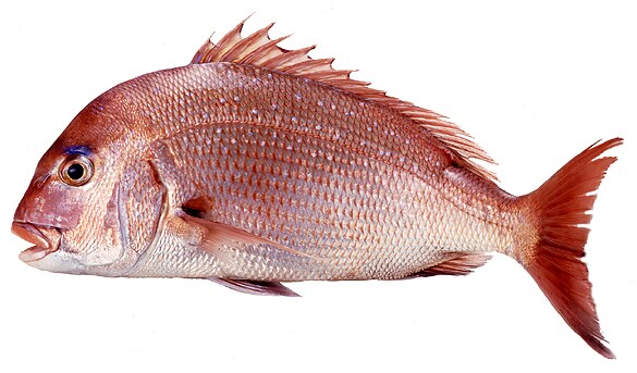 主婦必見☆魚のさばき方おしえます 主婦向け☆魚を1から捌きたいあなたへ。 イメージ1