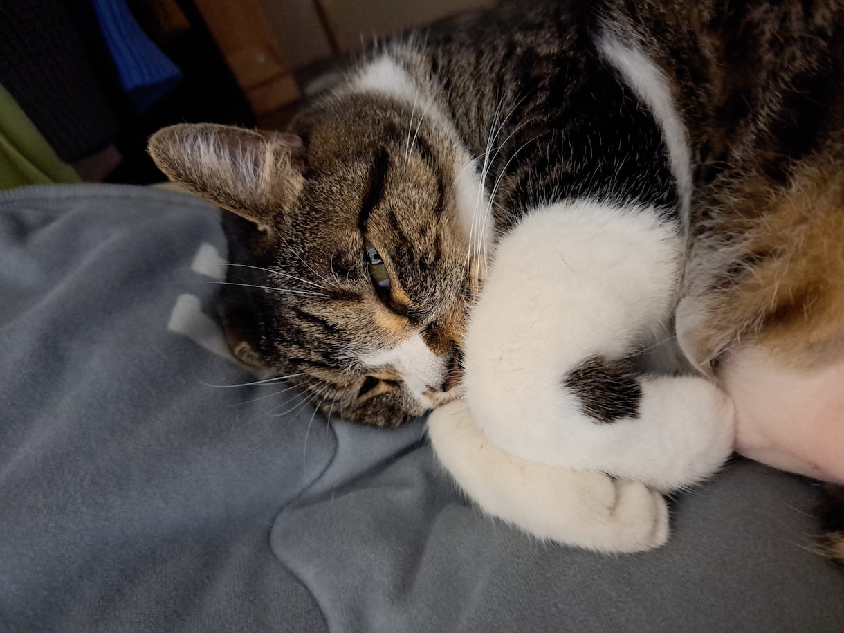 あなたの心の癒しになります 猫好きな方とお話できればいいな イメージ2
