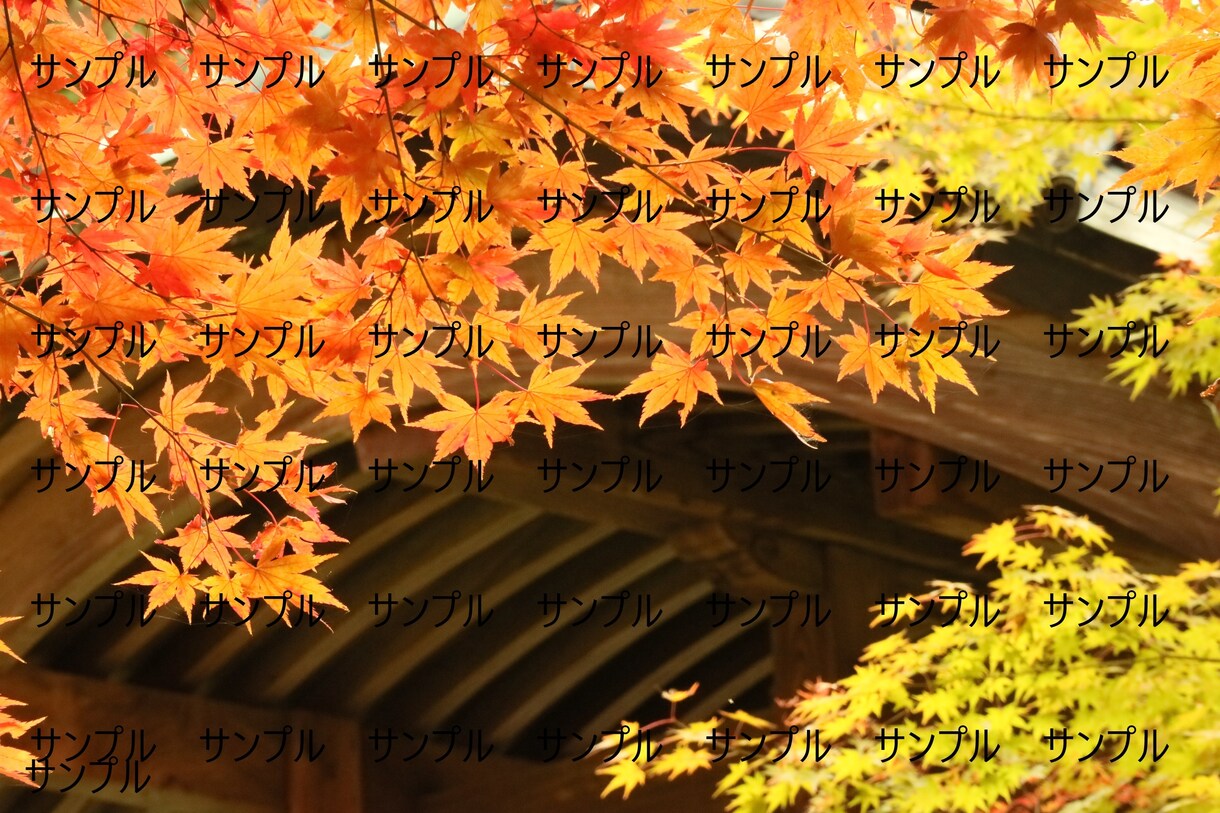 雰囲気のある美しい花・風景の写真素材を提供します 著作権フリーで四季折々の美しい写真をご自由にご利用ください。 イメージ3