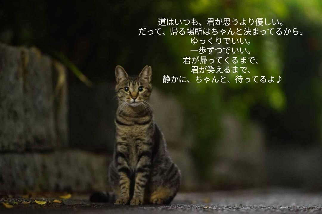 猫のオラクルカードでメッセージを届けます ネコ世界から届く愛と癒やしのスピリットメッセージ イメージ6
