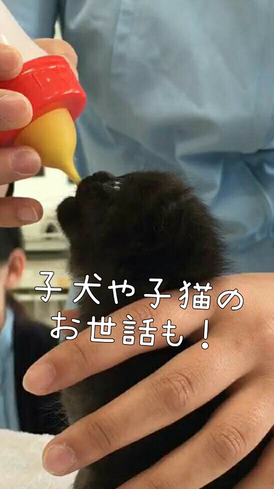 わんちゃん猫ちゃんの飼い方の相談にお答えします 元動物看護師がしつけやご飯、病気等飼い主様の疑問に答えます イメージ3