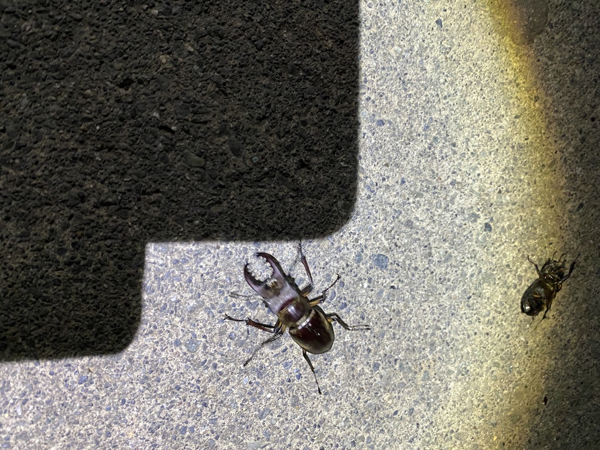 カブトムシ・クワガタの採取のポイントお教えます 採取時のポイントや方法をお教えします。 イメージ3