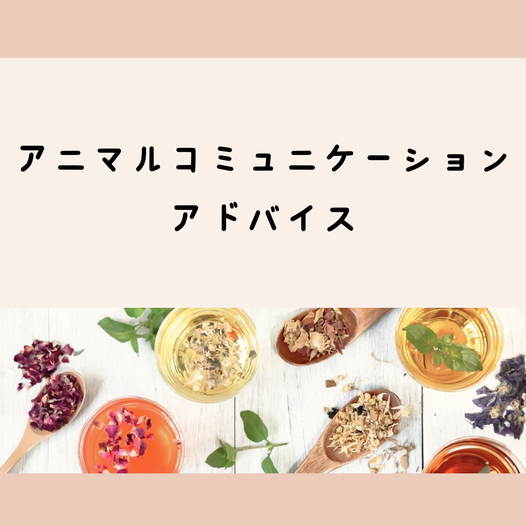 アニマルコミュニケーションのアドバイスします 勉強中・練習中の方、気軽にお問い合わせください イメージ1