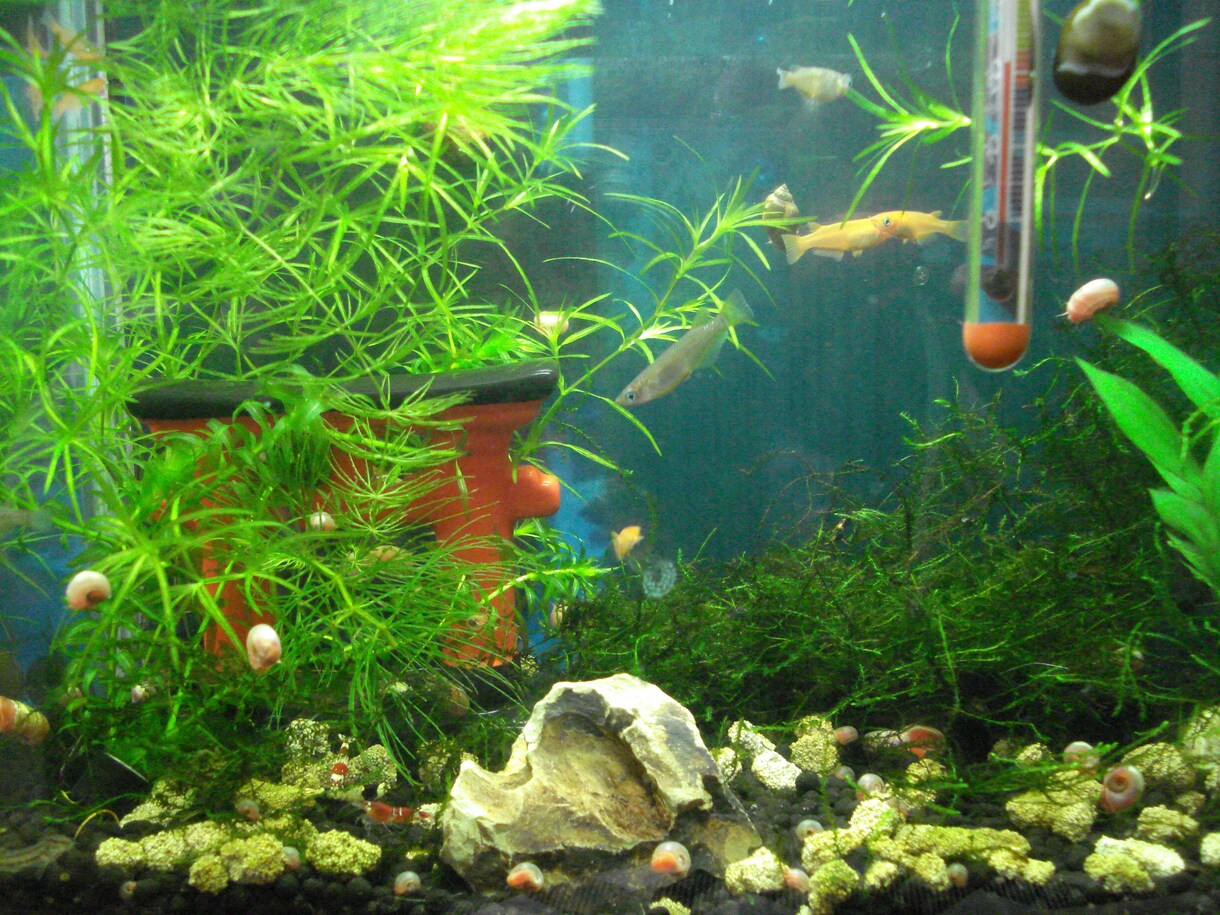 アクアリウム初心者向けアドバイスできます お魚飼育について悩んだらぜひお気軽に! イメージ2
